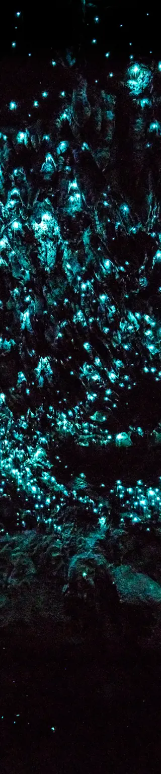 Glühwürmchen beobachten in Waimoto Caves